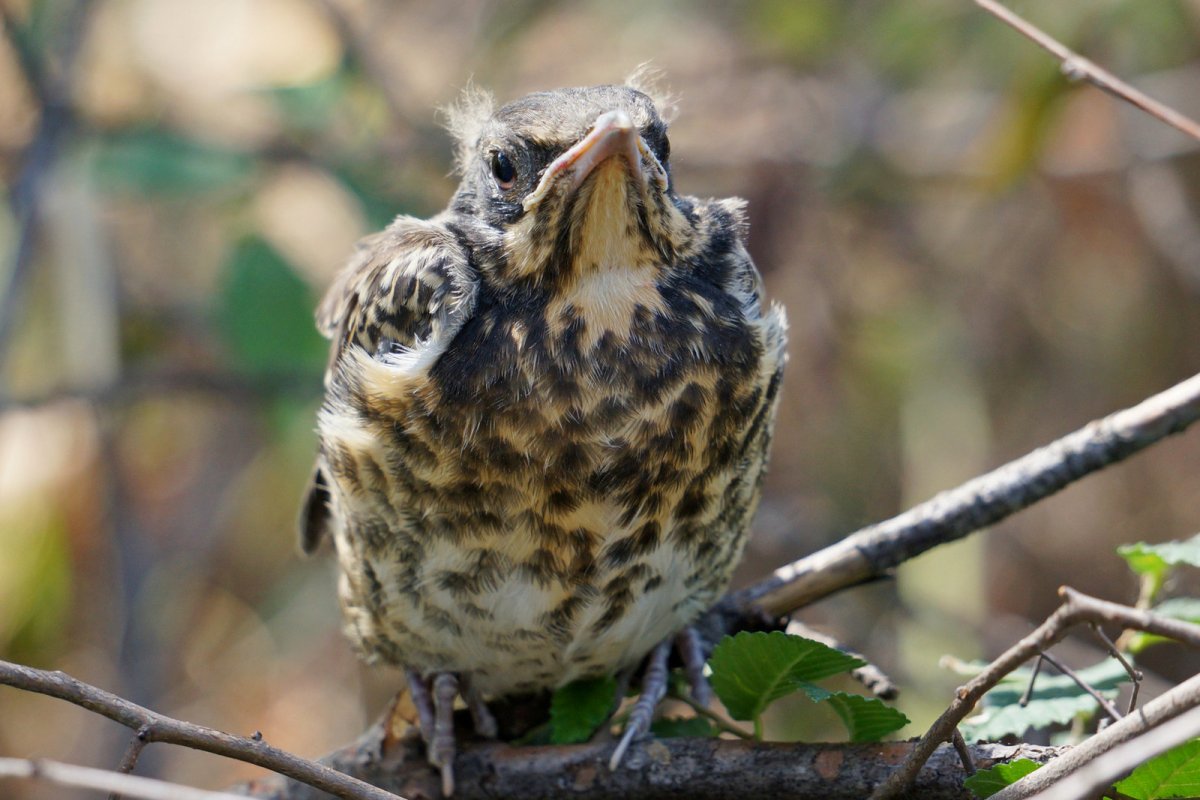 Эти удивительные животные Дроздов