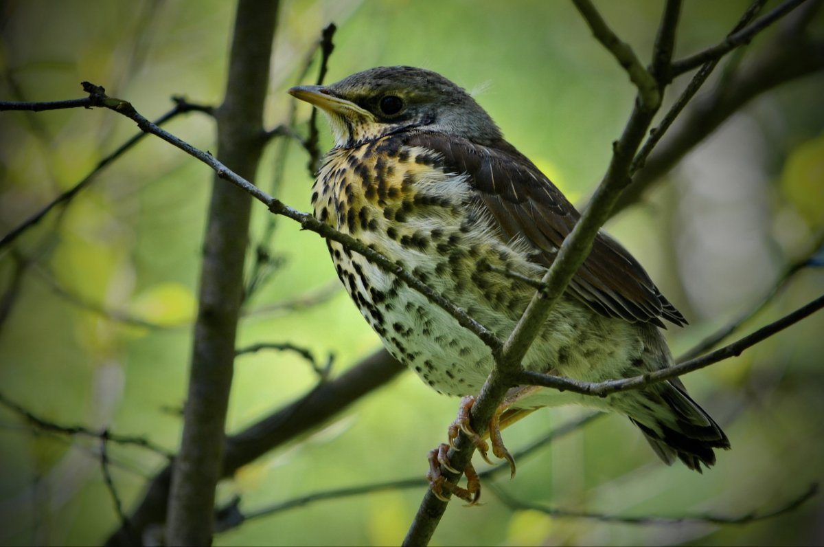 Слеток дрозда рябинника