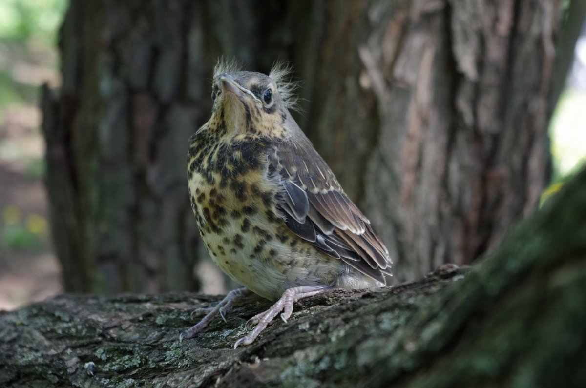 Дрозд деряба рябинник