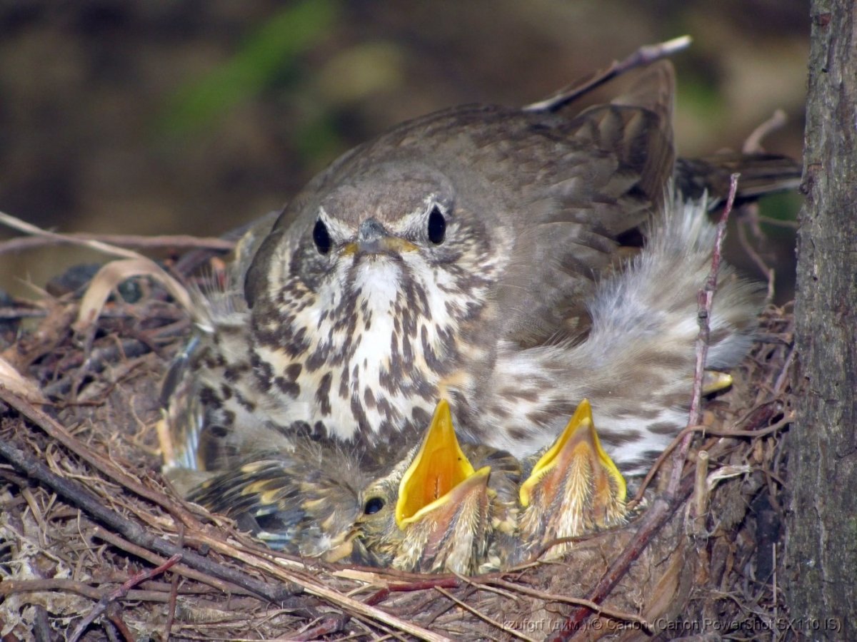 Птенец дрозда крыло