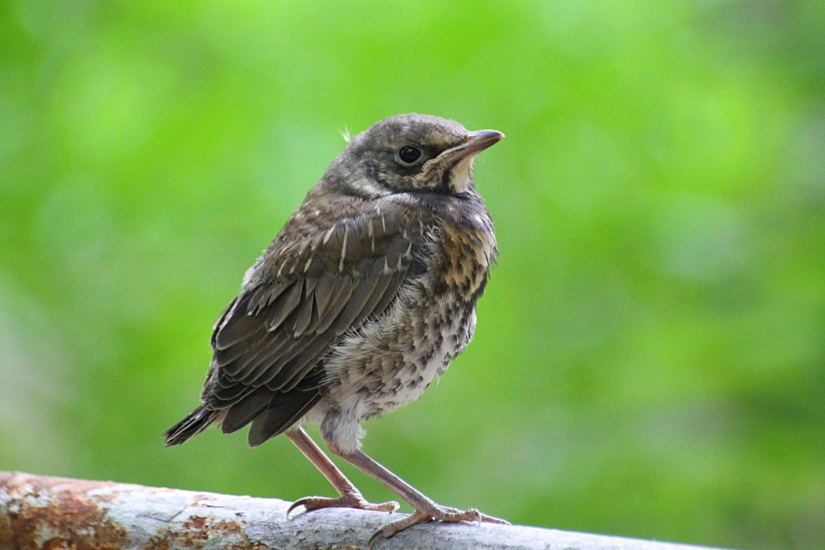 Певчий Дрозд рябинник
