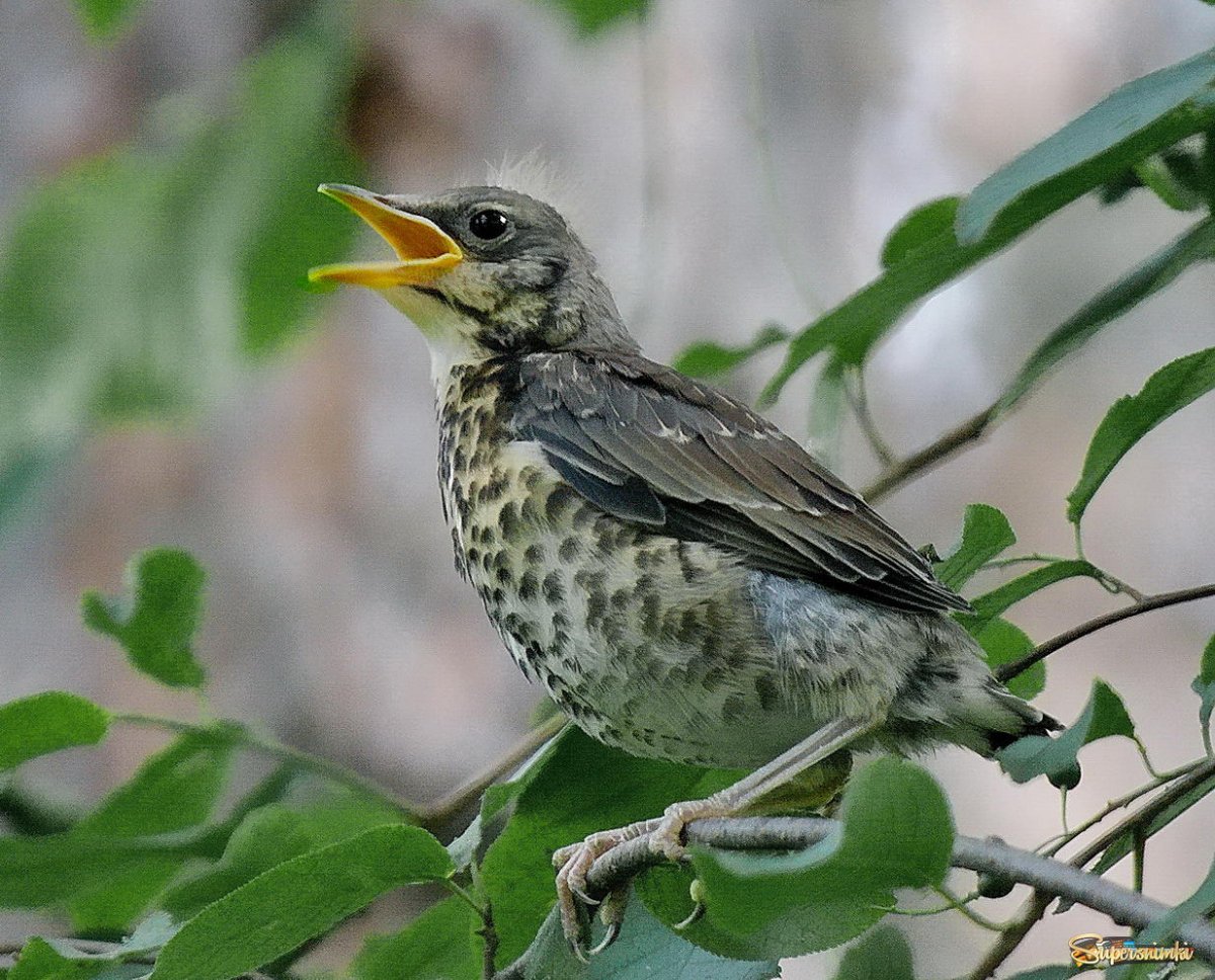 Птенец слеток дрозда рябинника