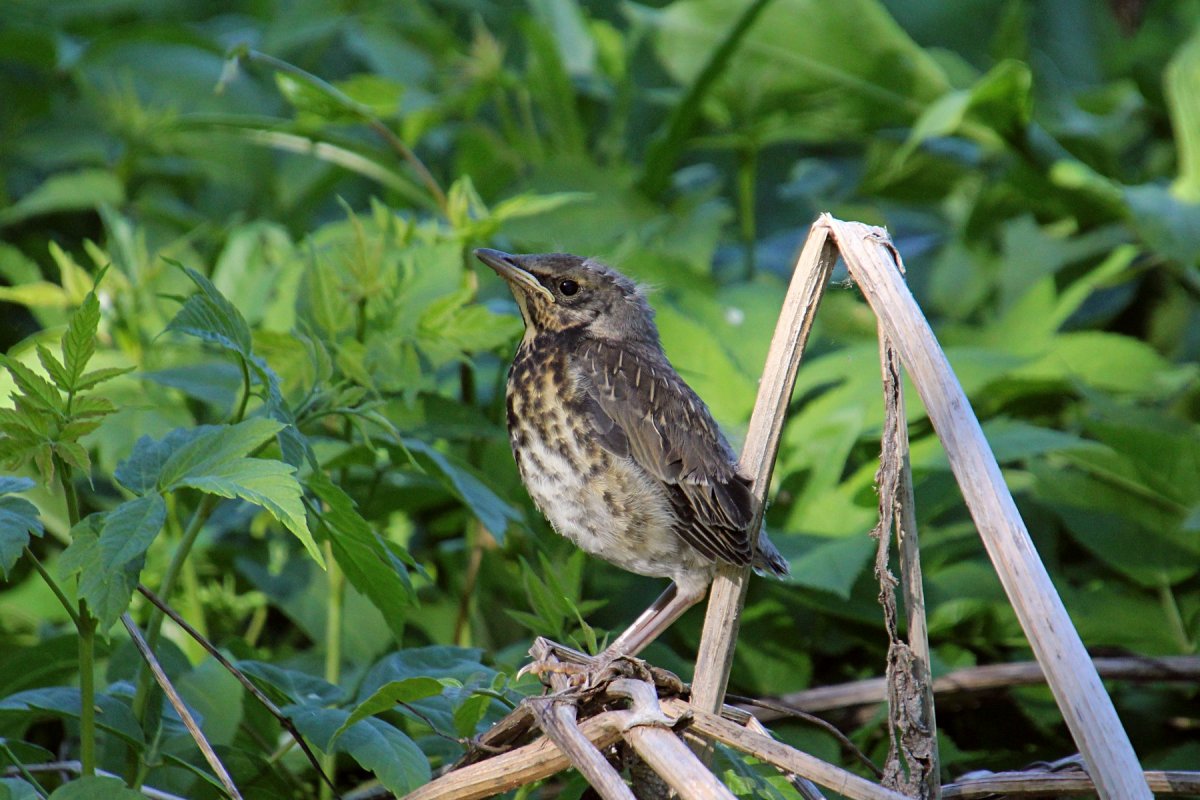 Слеток дрозда рябинника