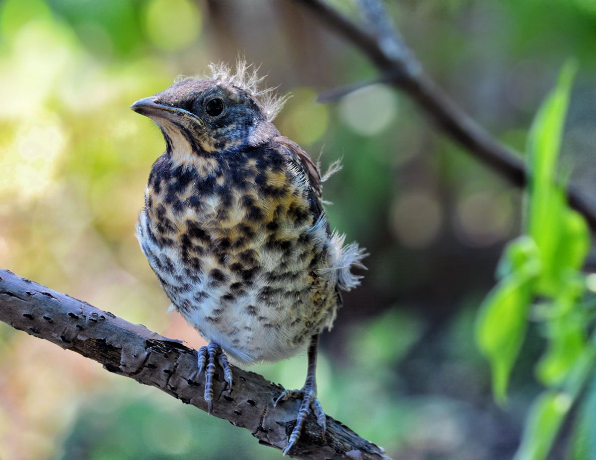 Дрозд рябинник звуки