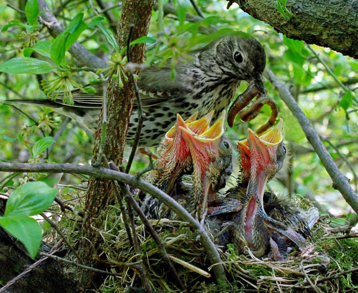 Птенец рябинника