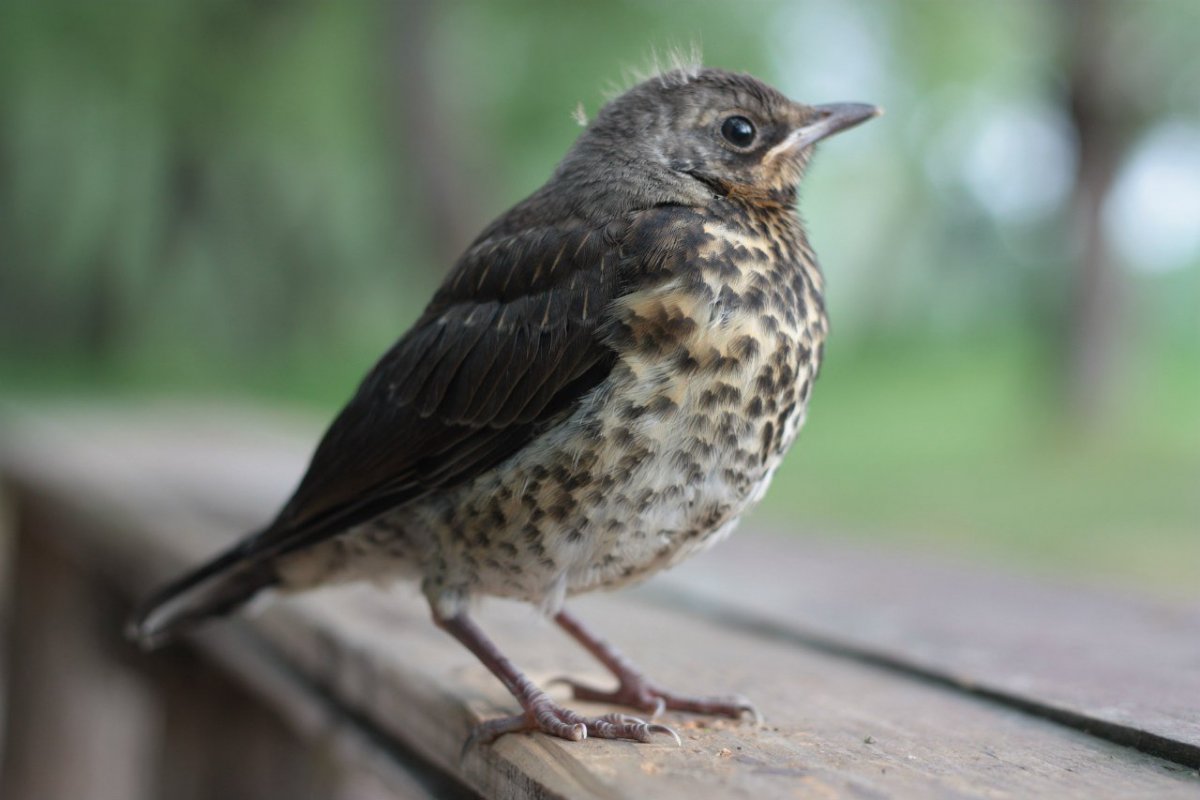 Деряба птенец