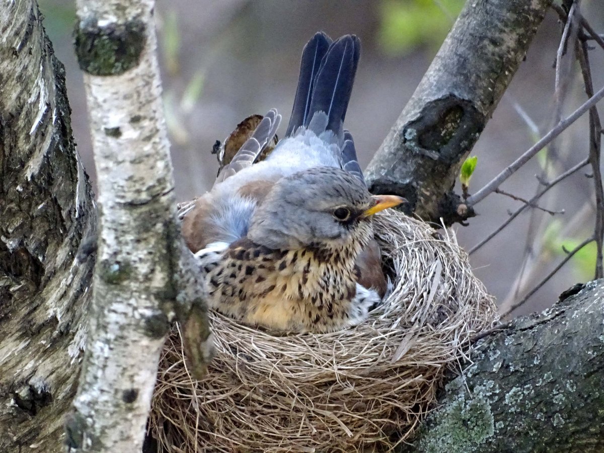 Птенец дрозда рябинника