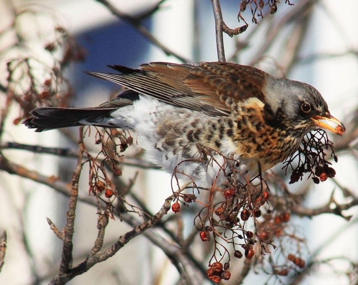 Птенец дрозда рябинника