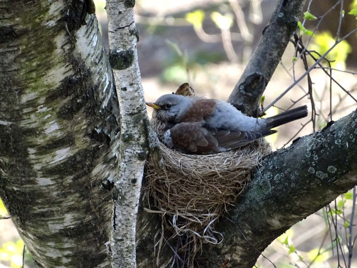 Серый Дрозд рябинник