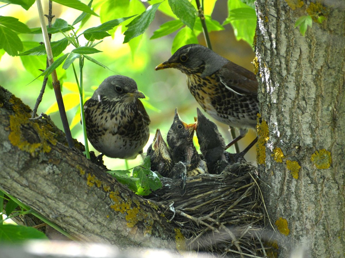 Дрозд-рябинник серый Дрозд деряба