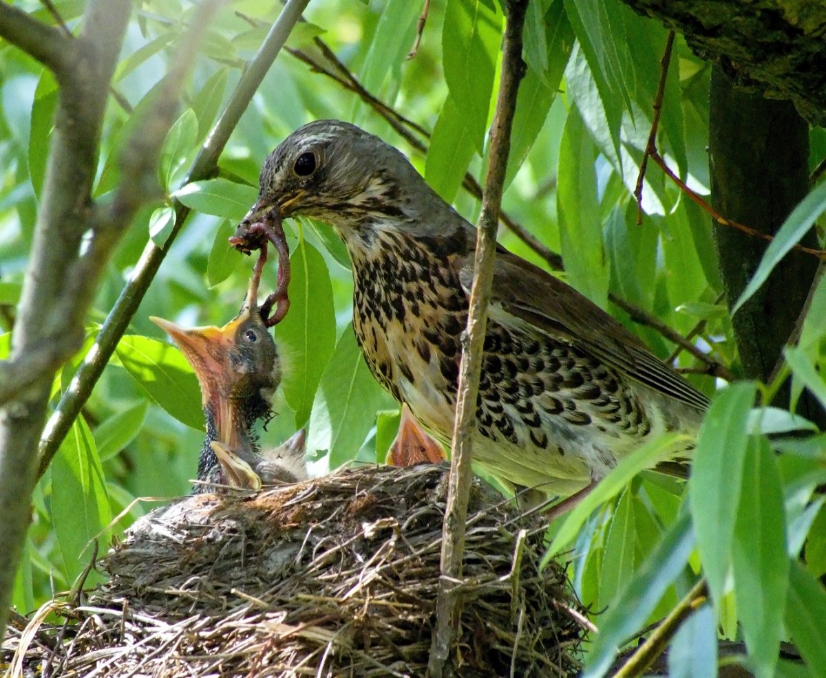 Дрозд рябинник слеток крапчатое