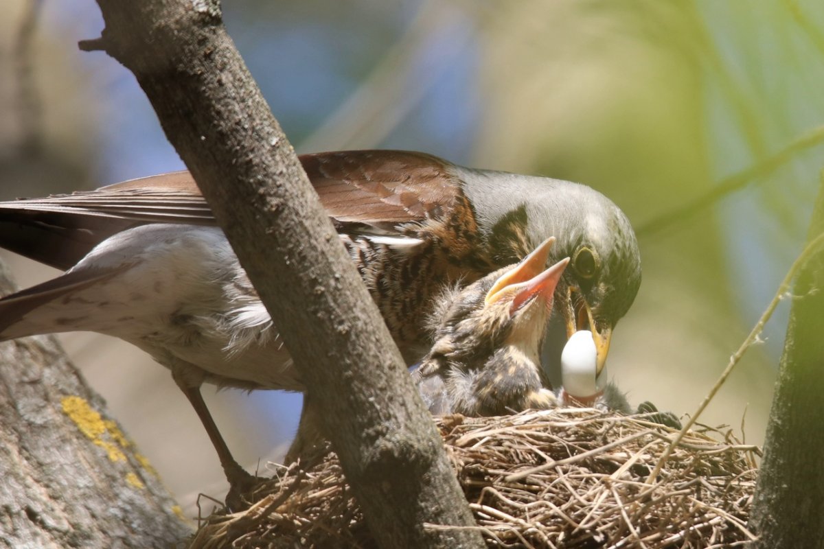 Дрозд рябинник самка