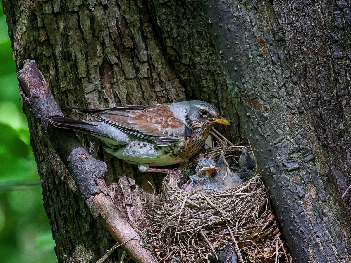 Гнездо дрозда рябинника