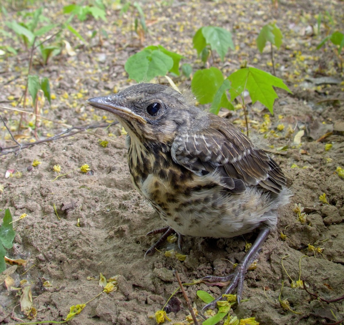 Птица рябинник птенец