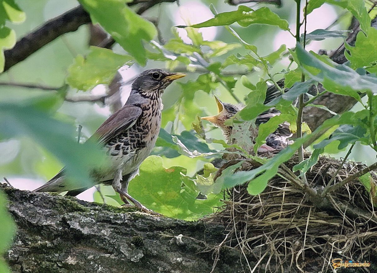 Птенец дрозда рябинника