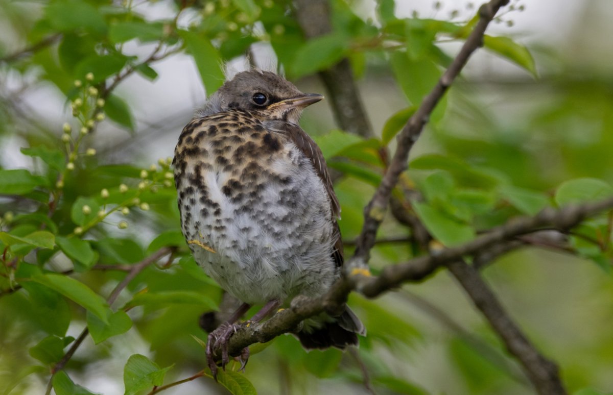 Полевой Дрозд