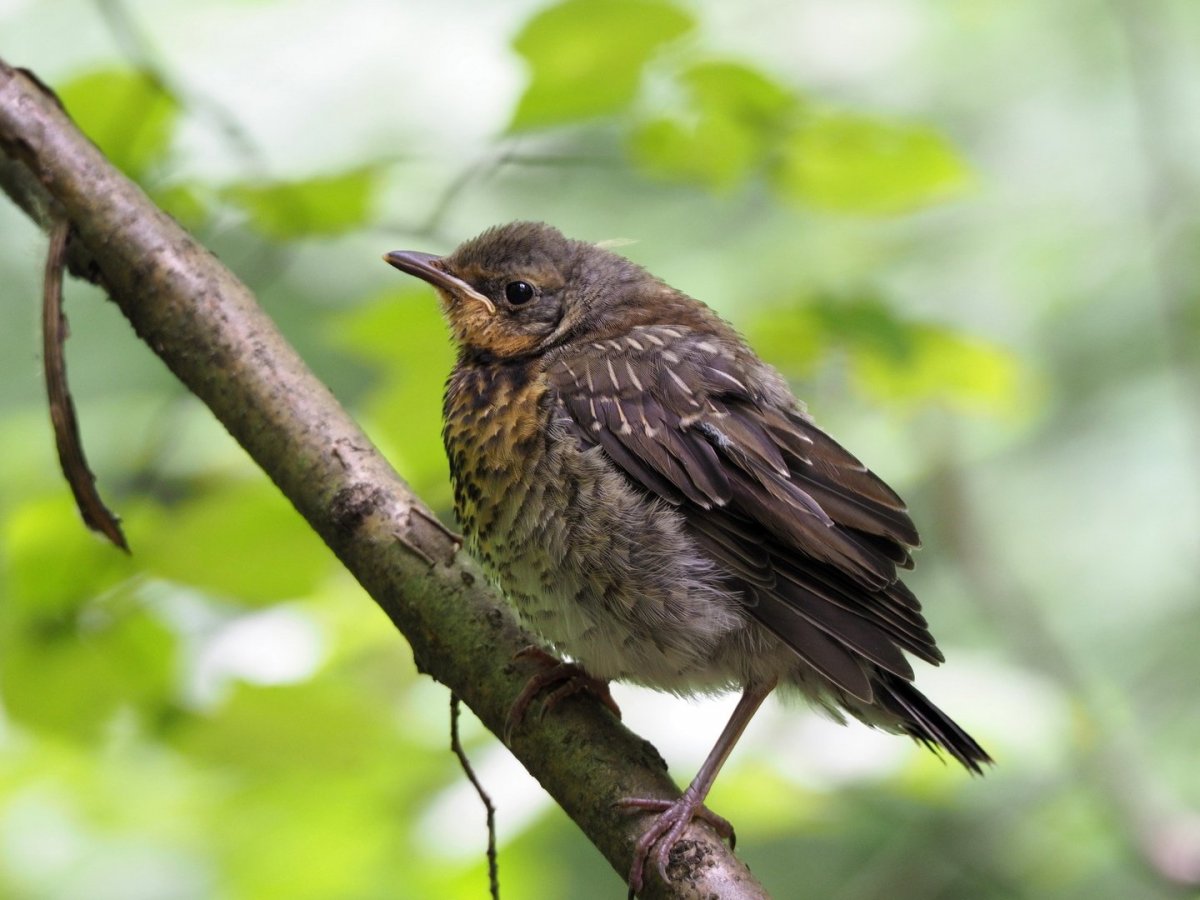 Сибирские Дрозды птенцы