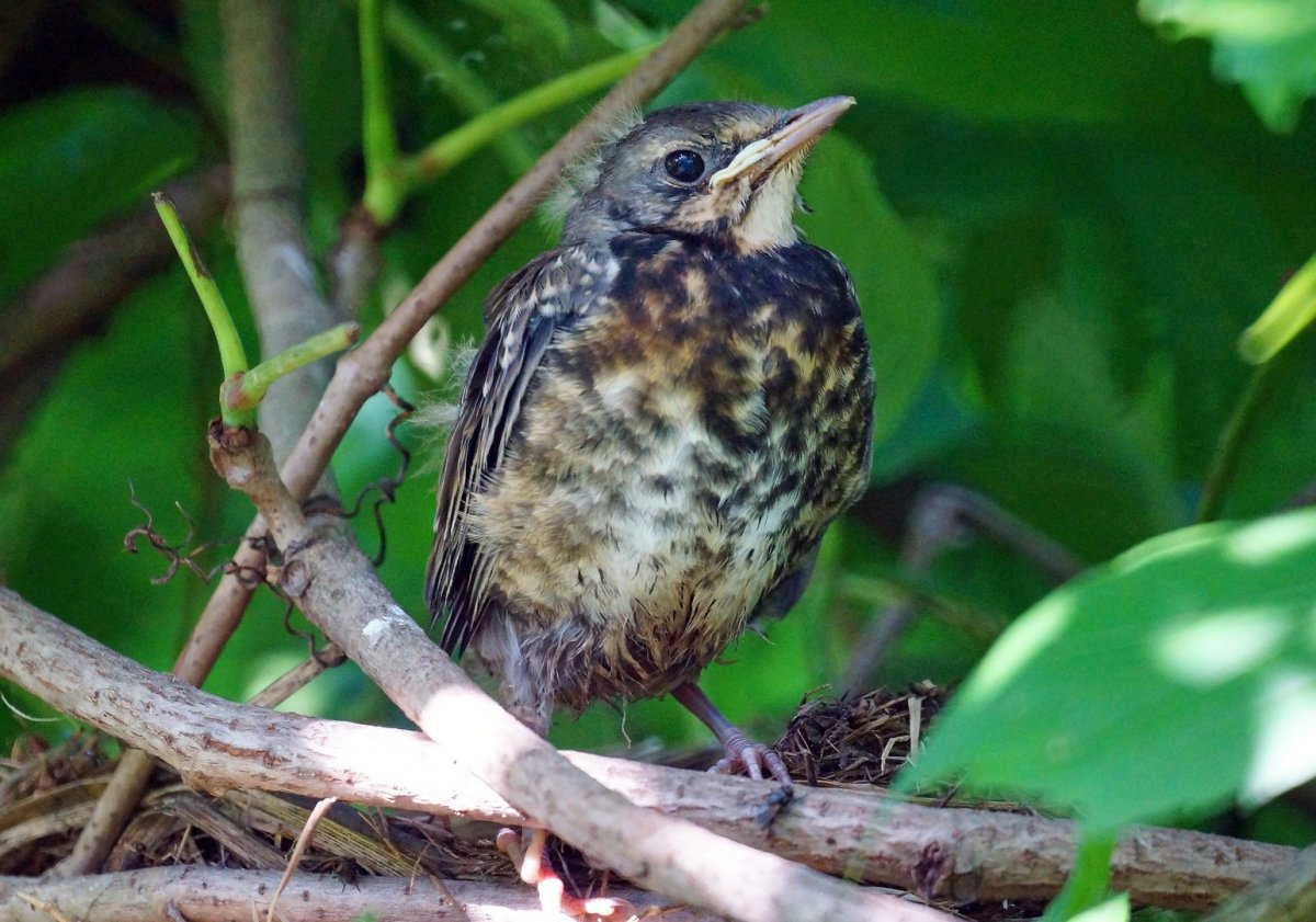 Дрозд птица слеток