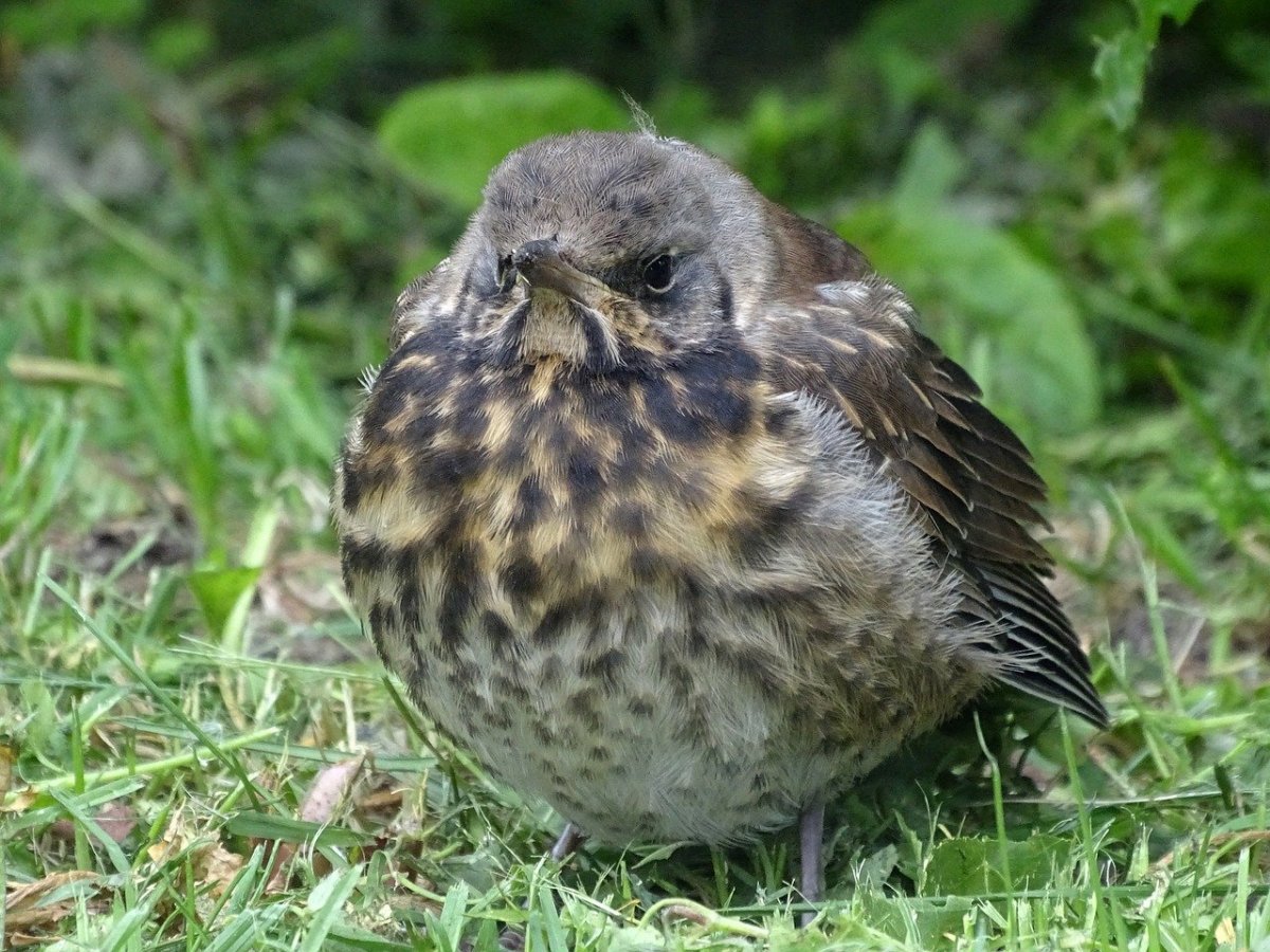 Гнездо дрозда рябинника