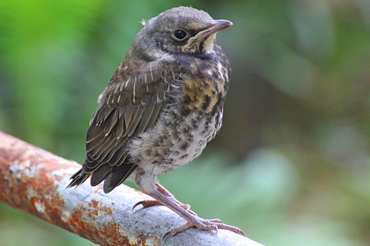 Гнездо дрозда рябинника