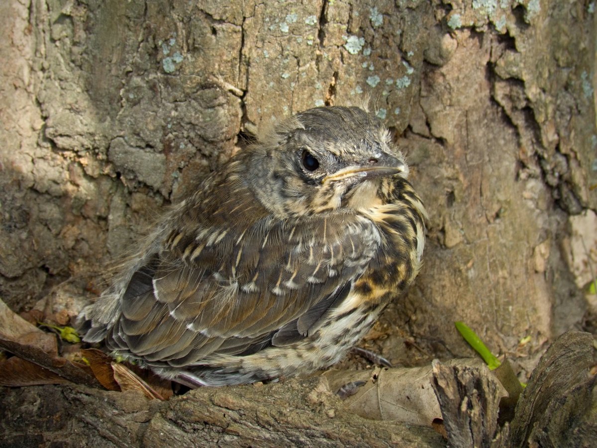 Гнездо дрозда рябинника