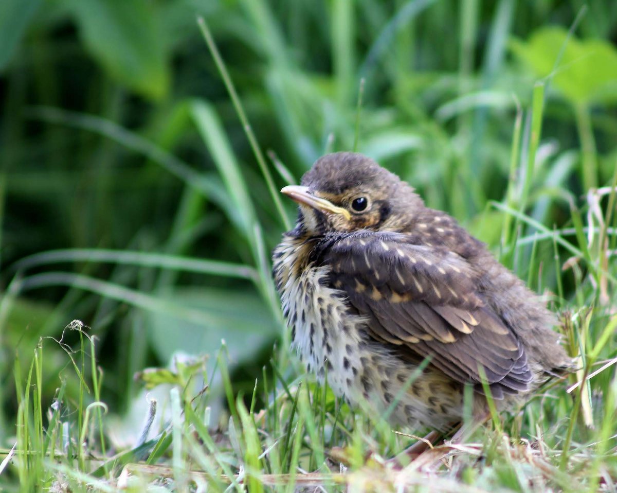 Птенец дрозда рябинника