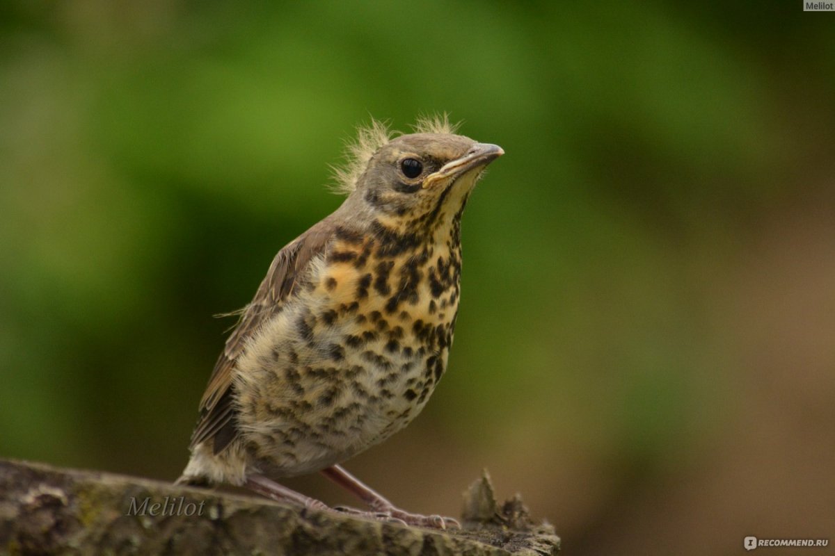 Дрозд деряба рябинник