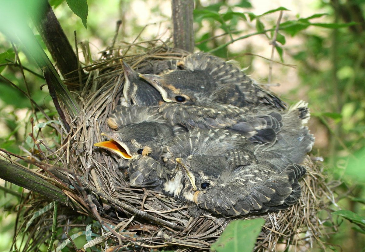 Птенцы Дроздов желторотики