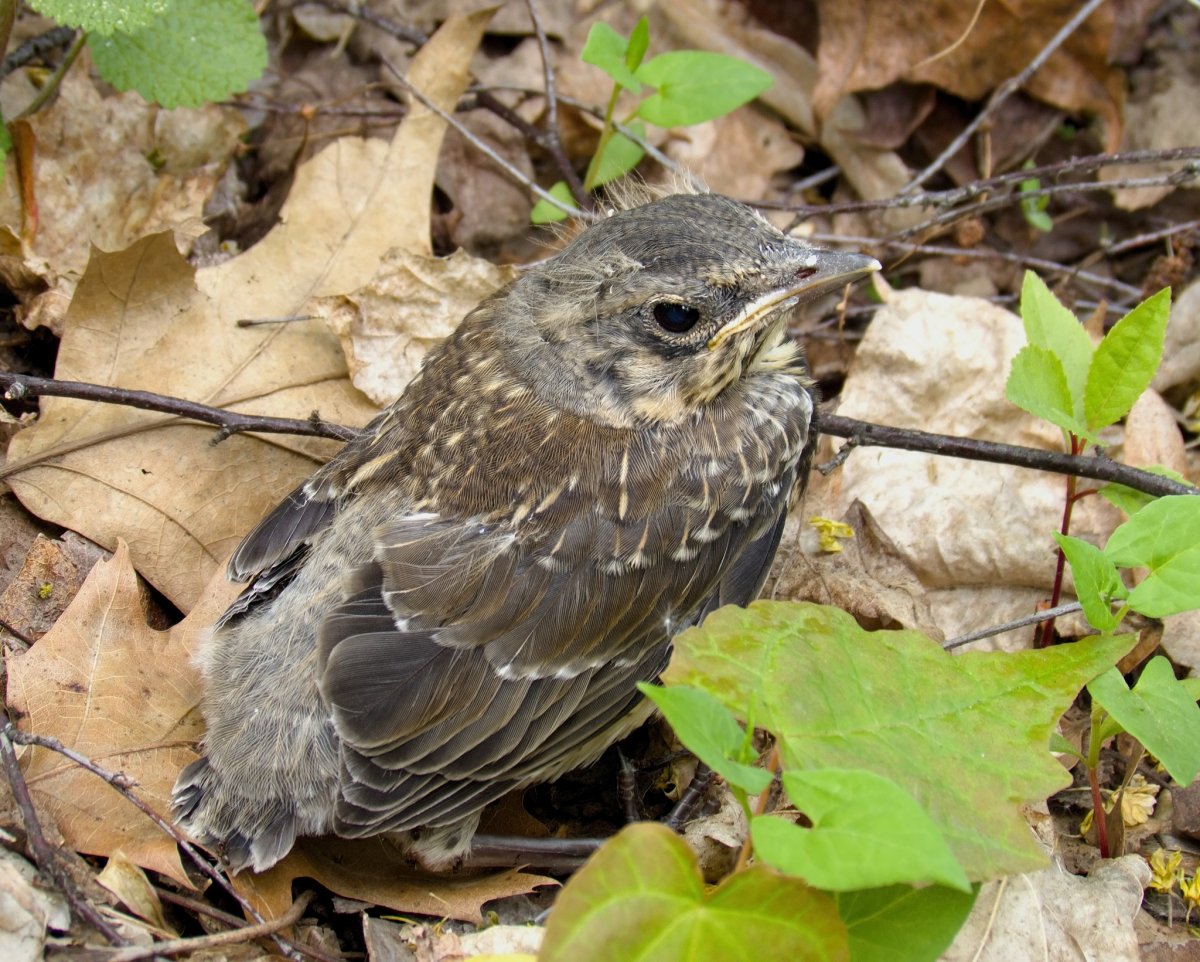 Дрозд рябинник выращивает птенцов