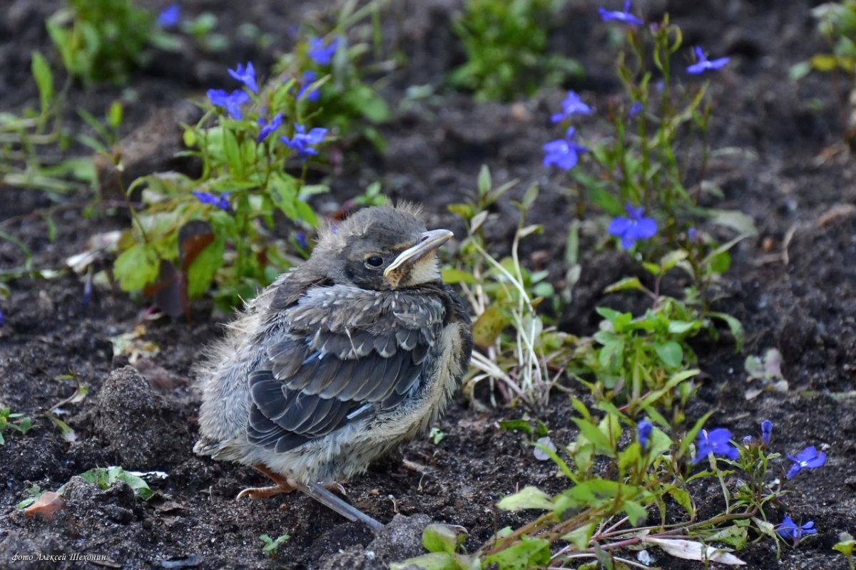Яйца дрозда рябинника