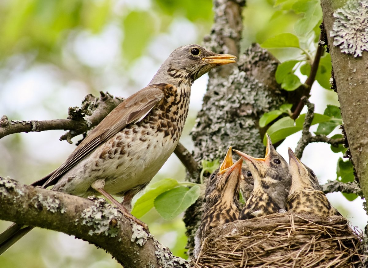 Гнездо певчего дрозда