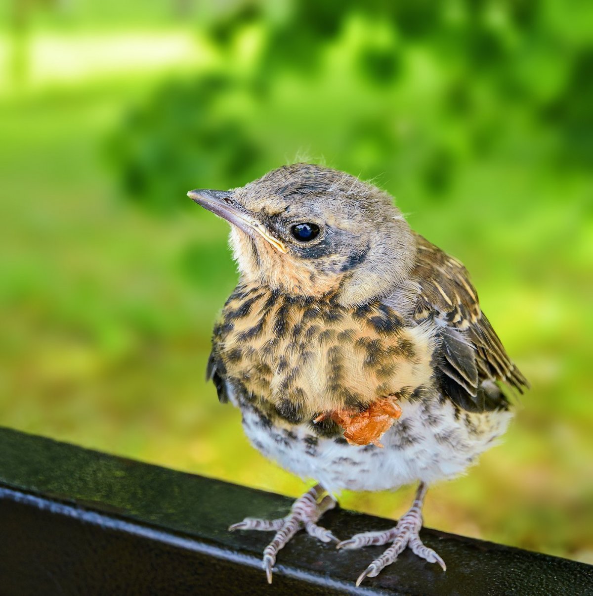 Птица Дрозд рябинник пение