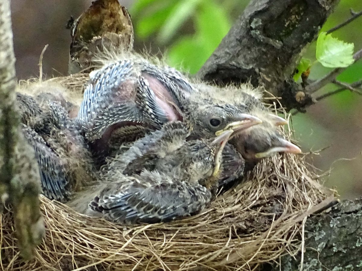 Гнездо дрозда рябинника