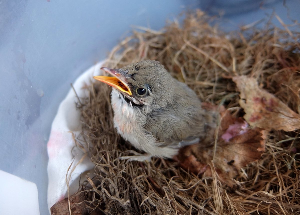 Дрозд рябинник крупная птица