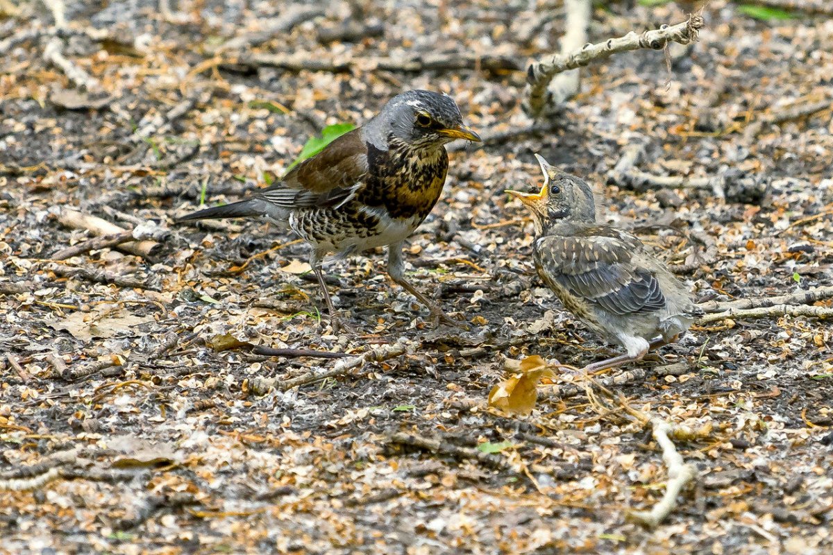 Слеток сизого дрозда