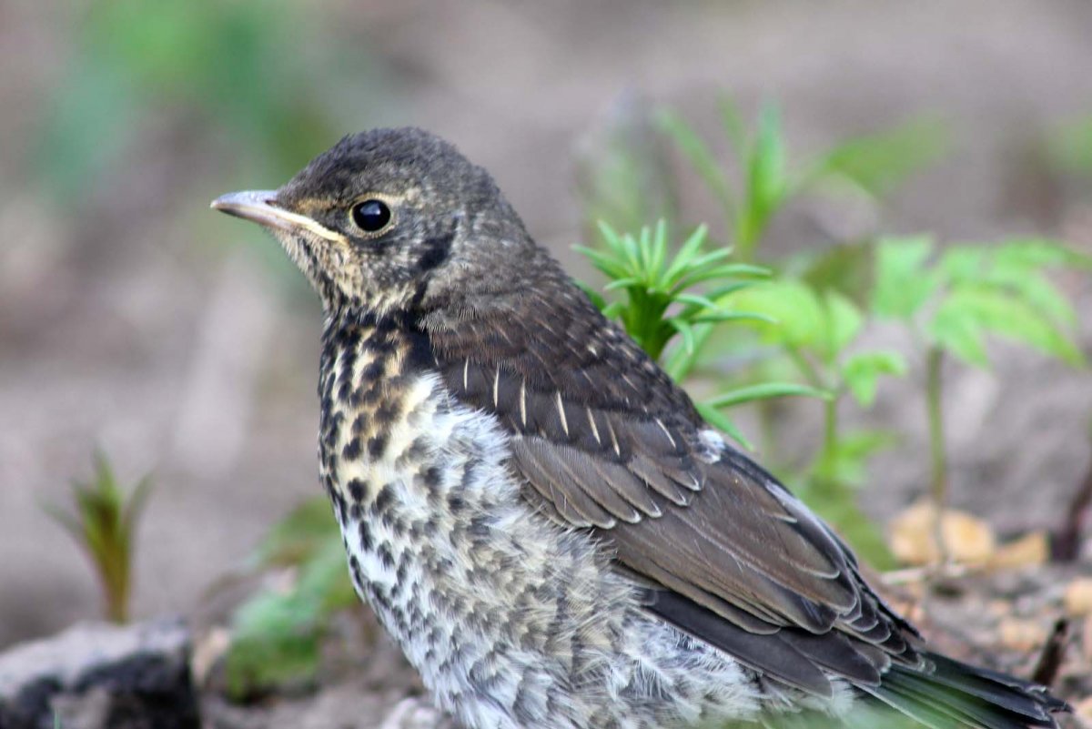 Слеток певчего дрозда