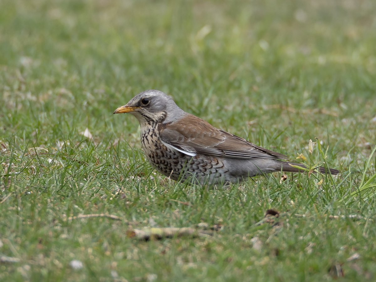 Певчий Дрозд рябинник гнездо
