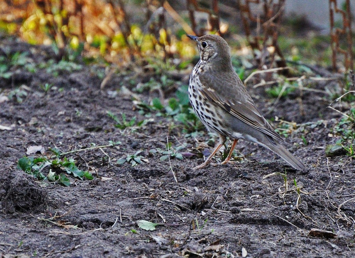 Гнездо дрозда рябинника