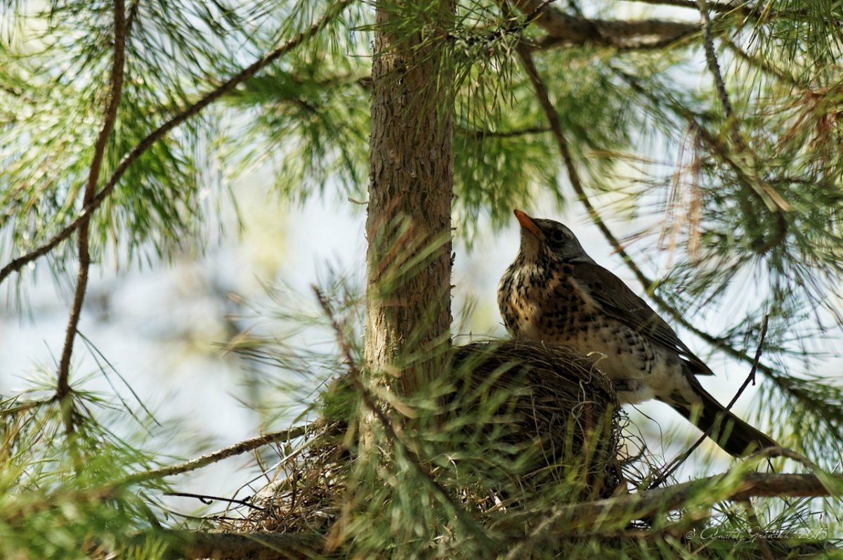 Дрозды в городе гнездятся