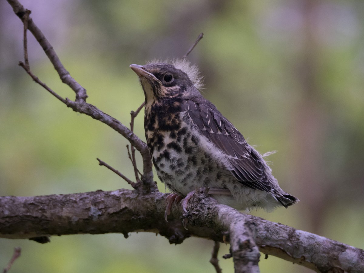 Оливковый Дрозд молодые слетки на Алтае