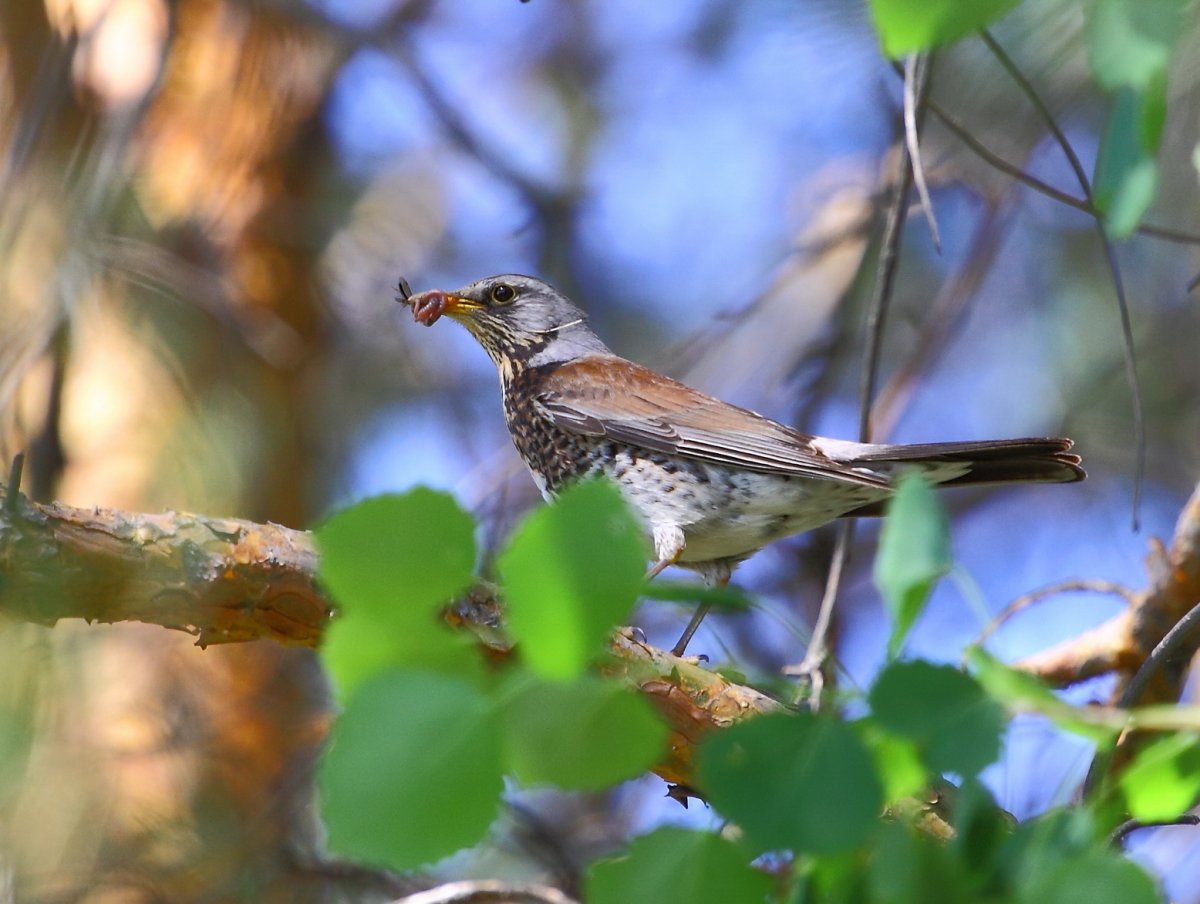 Полевой Дрозд