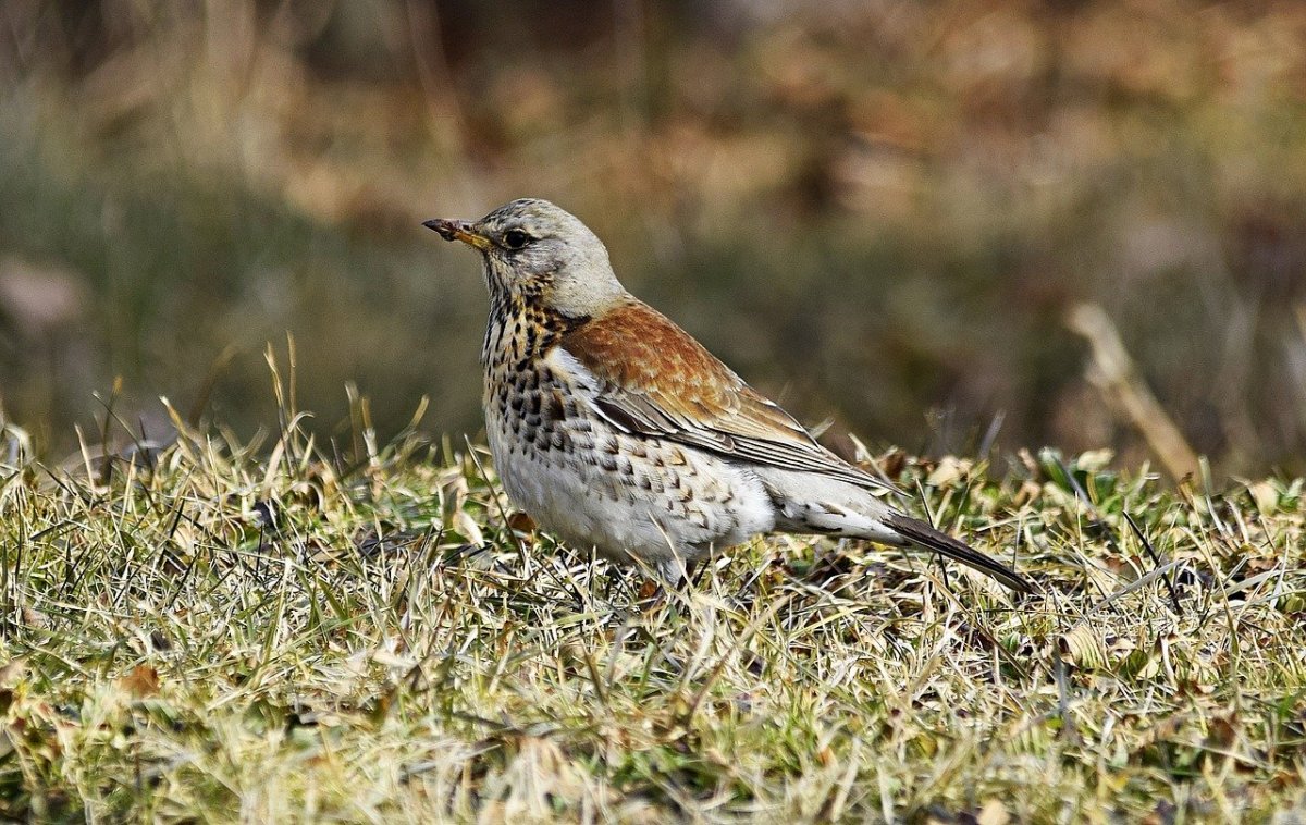 Дрозд рябинник – turdus pilaris (l., 1758)
