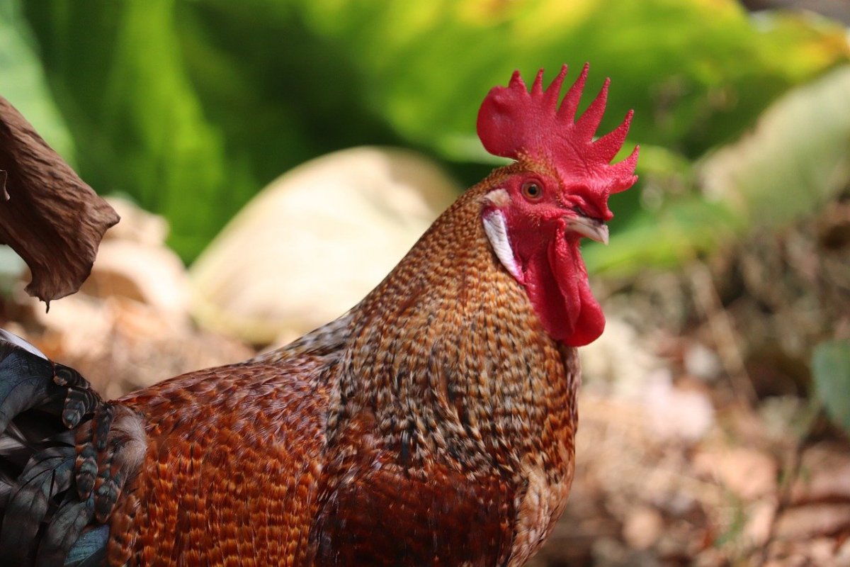 Самец курицы