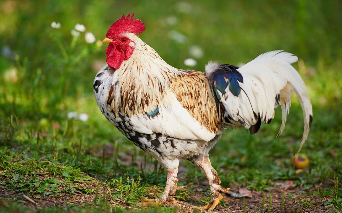 Обои с курицей HD