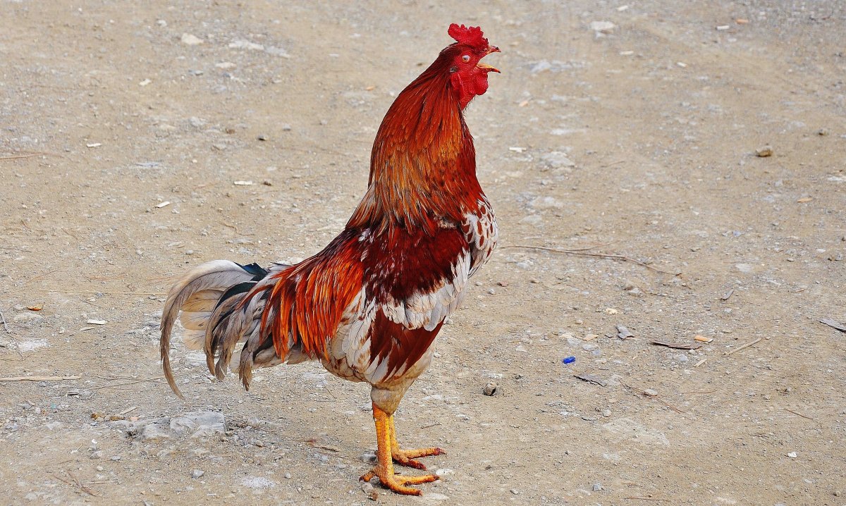 Rio курица петух