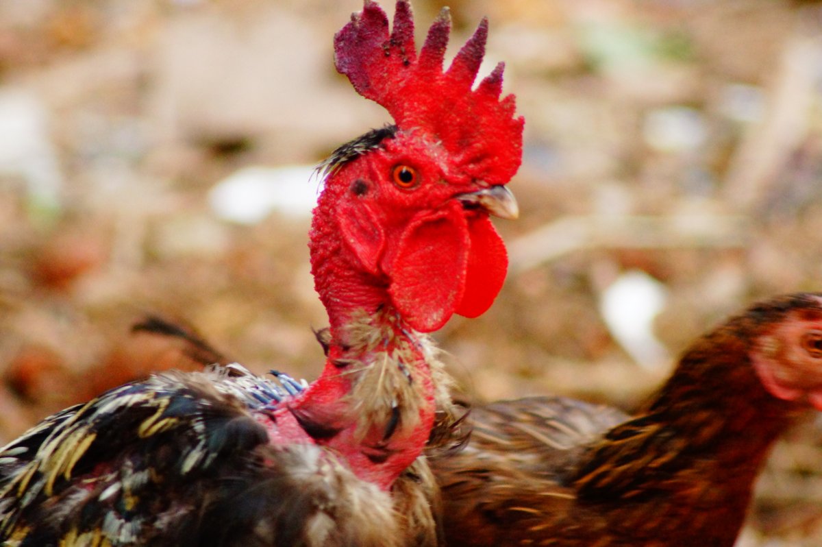 Красный цыпленок