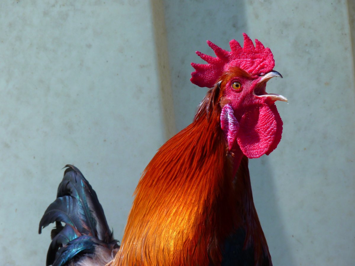 Петух фон для рабочего стола