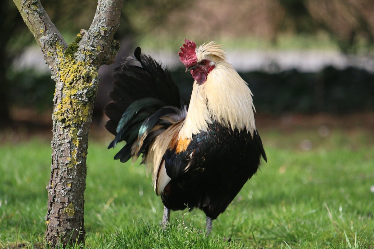 Горный петух