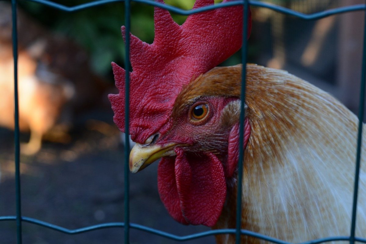 Красивые курочки