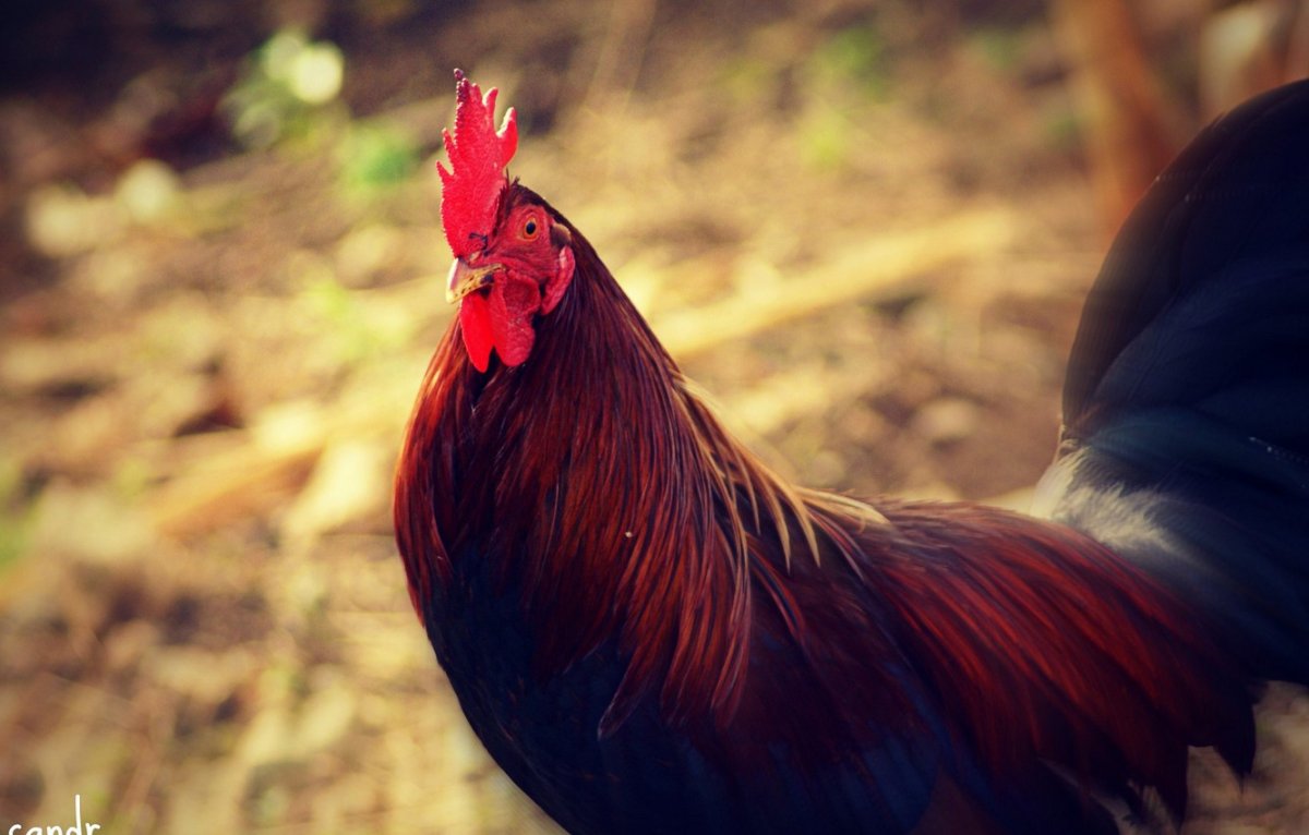 Очень красивый петух